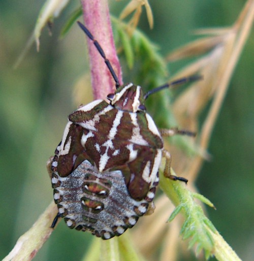 Carpocoris: chiave semplice